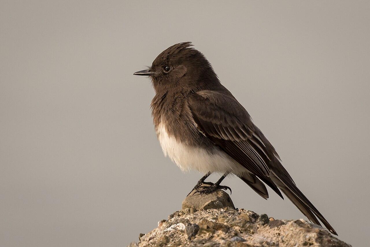 Black Phoebe 24228820137
