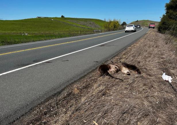 Otters on Old Adobe Road