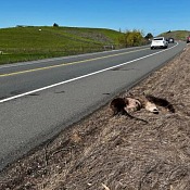 Otters on Old Adobe Road