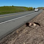 Otters on Old Adobe Road