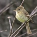 Pacific slope Flycatcher 40240